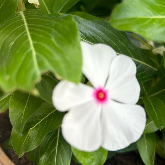 Meet your Posher, Elizabeth - Picture 1 of 1